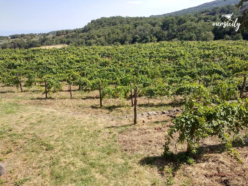 Etna wine