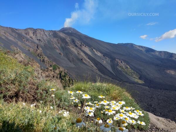 Etna e camomilla